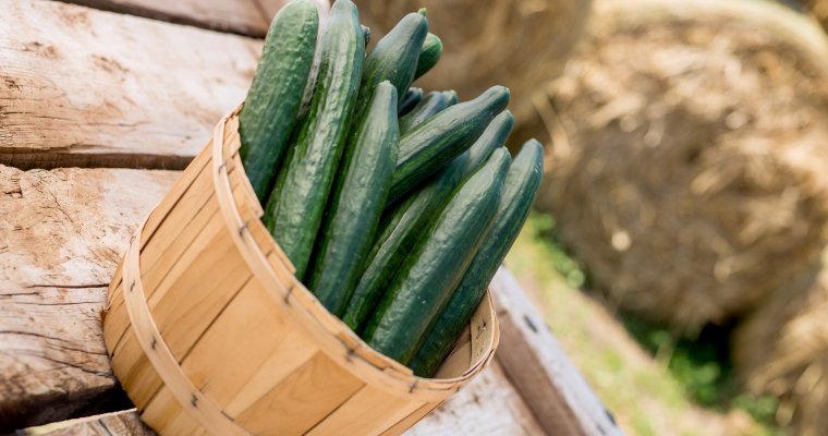 European Cucumbers